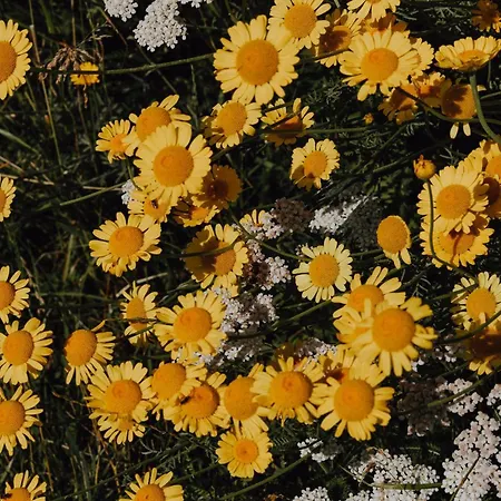 Bodensee Goppertsweiler Fuchs Neukirch (Tubingen)