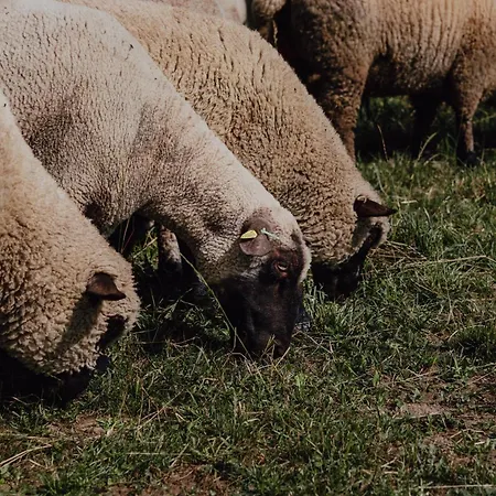 Appartement Bodensee Goppertsweiler Fuchs Neukirch (Tubingen)