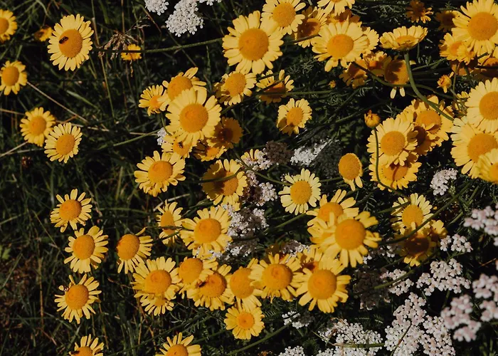 Bodensee Goppertsweiler Fuchs Neukirch (Tubingen)