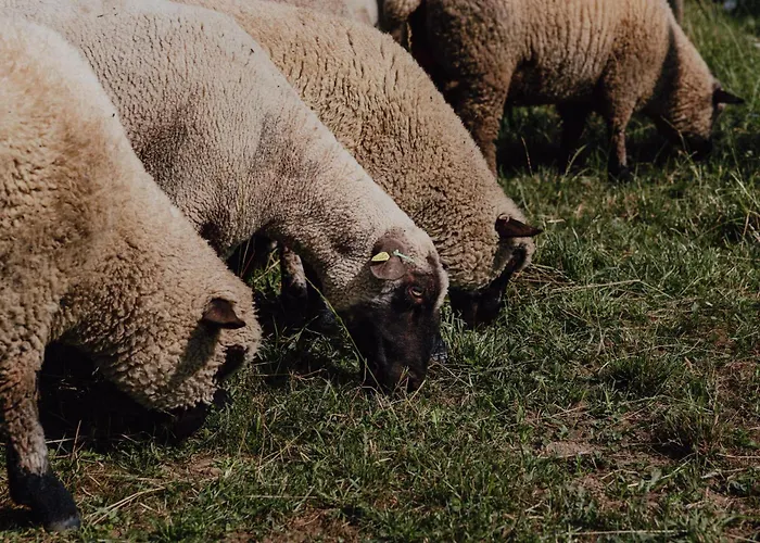 Appartamento Bodensee Goppertsweiler Fuchs Neukirch (Tubingen)